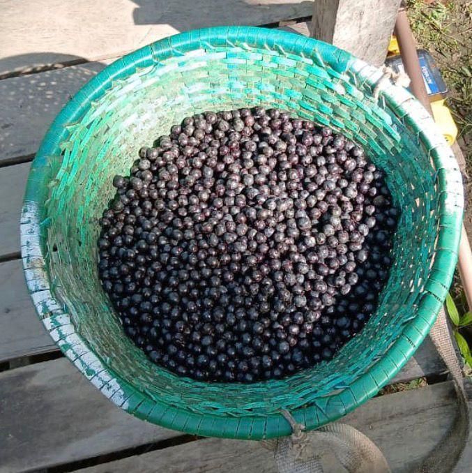 Cesto de açaí